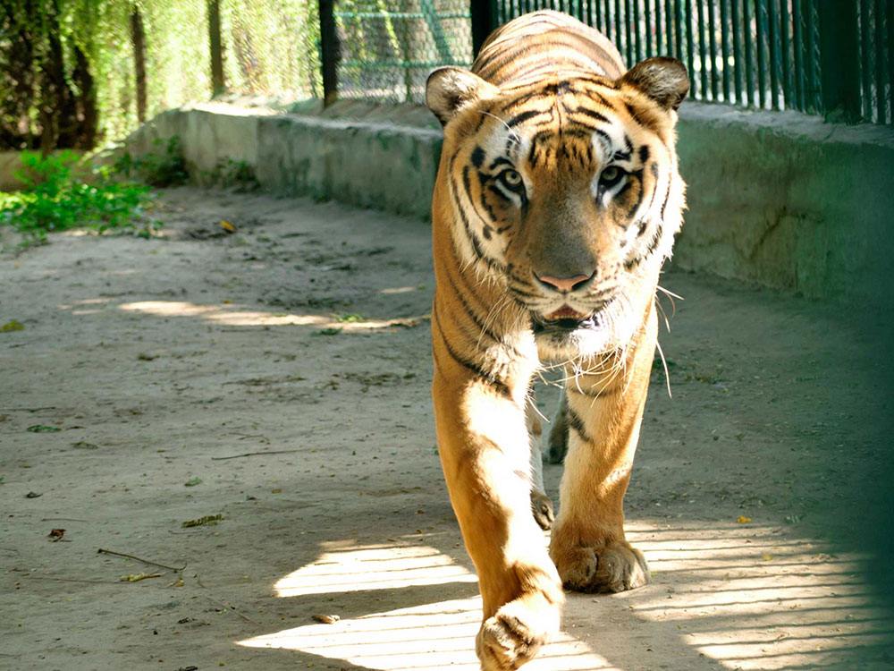 Kamlanehru Zoo, Kankaria